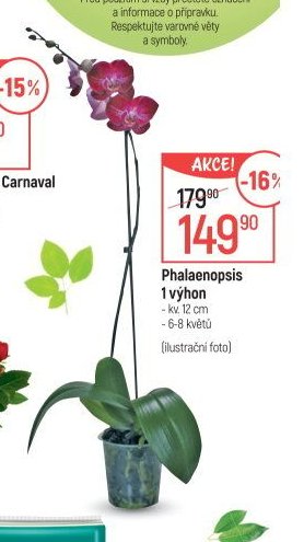 Phalaenopsis 1 výhon