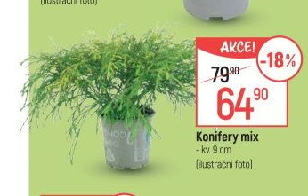 Konifery mix