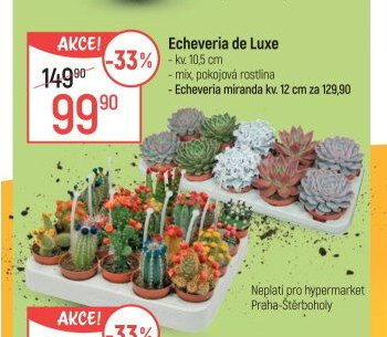 Echeveria de Luxe