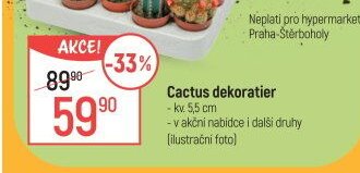 Cactus dekoratier