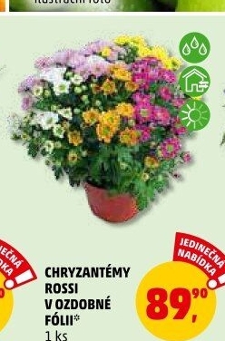 Chrysanthemum - Chryzantéma