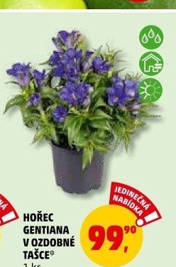 Hořec - Gentiana