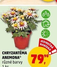 Chrysanthemum - Chryzantéma