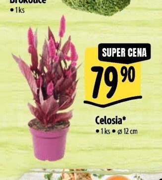 Celosia*