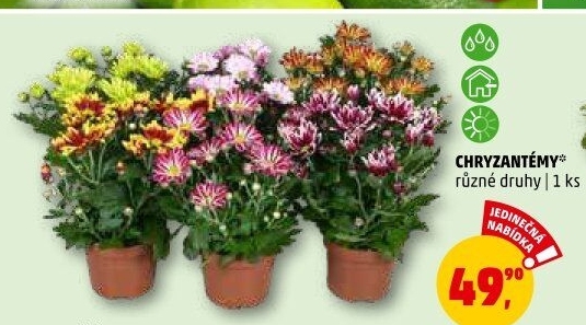 Chrysanthemum - Chryzantéma