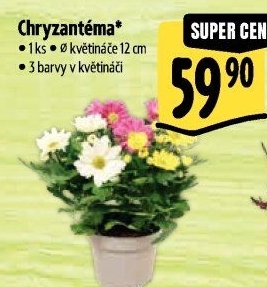 Chrysanthemum - Chryzantéma