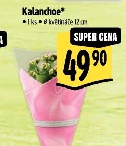 Kalanchoe - Kolopejka