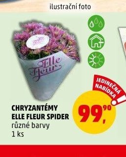 CHRYZANTÉMY ELLE FLEUR SPIDER