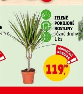 ZELENÉ POKOJOVÉ ROSTLINY