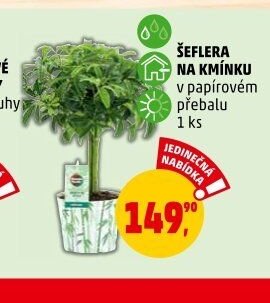 ŠEFLERA NA KMÍNKU