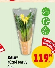 Kala - Calla