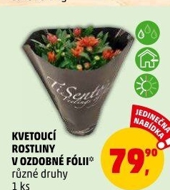 Pokojové rostliny