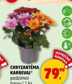 Chrysanthemum - Chryzantéma