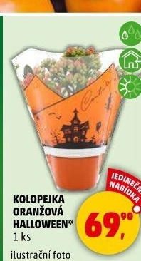Kalanchoe - Kolopejka