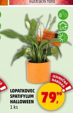Spathiphyllum - Spatyfilium - Toulcovka - Lopatkovec