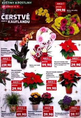 akční leták Kaufland 13.11.2024-19.11.2024