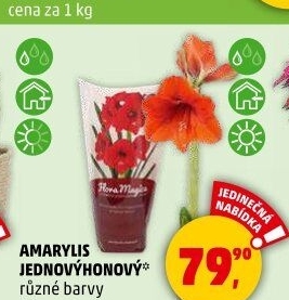 Amarylis - Hvězdník