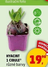Hyacint