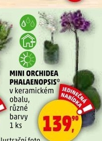 Orchidej