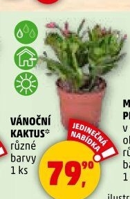 Vánoční kaktus - Schlumbergera