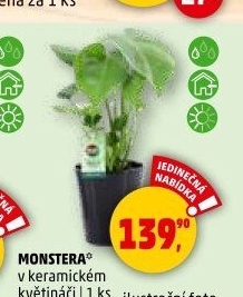 Monstera