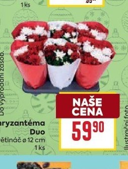 Chryzantéma Duo