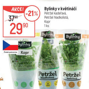 Bylinky v květináči Bylinky s.r.o.