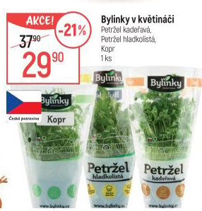 Bylinky v květináči Bylinky s.r.o.