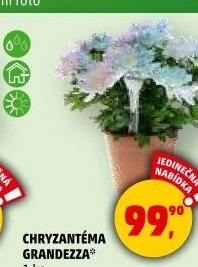 Chrysanthemum - Chryzantéma