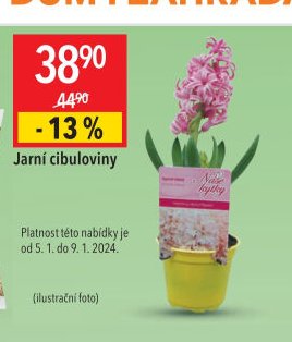 Jarní cibuloviny