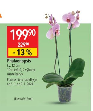 Phalaenopsis