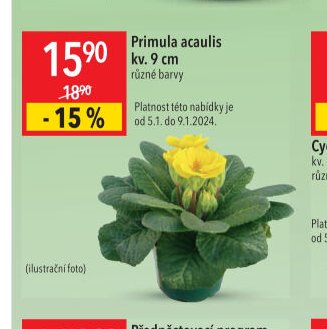 Primula acaulis