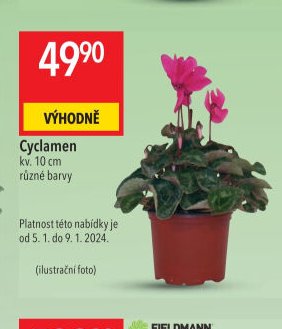 Cyclamen