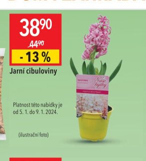 Jarní cibuloviny