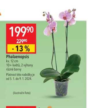 Phalaenopsis