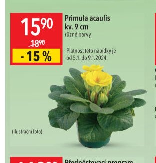 Primula acaulis
