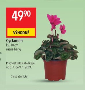 Cyclamen