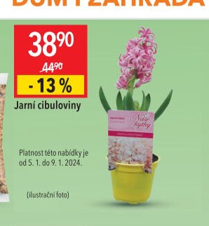 Jarní cibuloviny