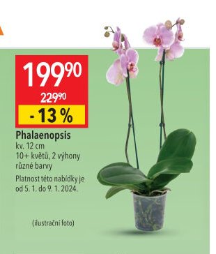 Phalaenopsis