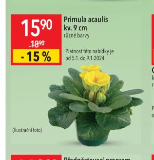 Primula acaulis