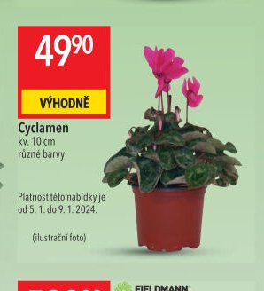 Cyclamen