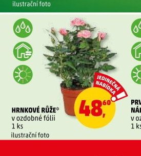 HRNKOVÉ RŮŽE v ozdobné fólii 1 ks