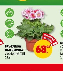PRVOSENKA NÁLEVKOVITÁ v ozdobné fólii 1 ks