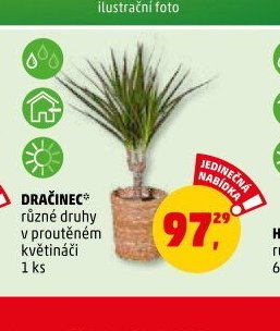 DRAČINEC různé druhy v proutěném květináči 1 ks
