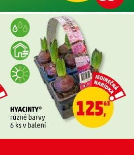 HYACINTY různé barvy 6 ks v balení