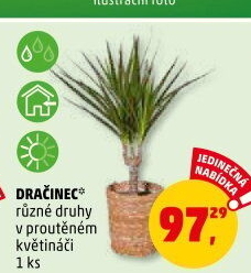 Dracaena Dragontree