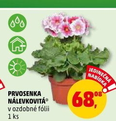 Primule - Petrklíč - Prvosenka