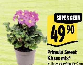 Primule - Petrklíč - Prvosenka