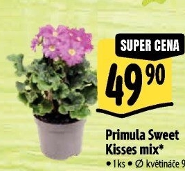 Primule - Petrklíč - Prvosenka