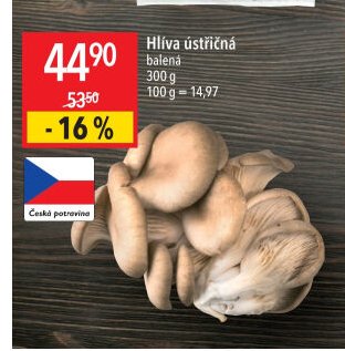 Hlíva ústřičná